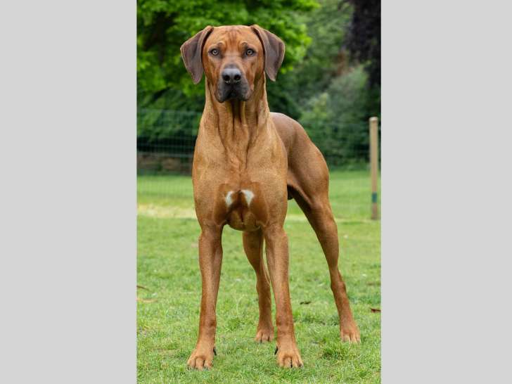 Mâle Rhodesian Ridgeback côté 4 disponible pour saillie