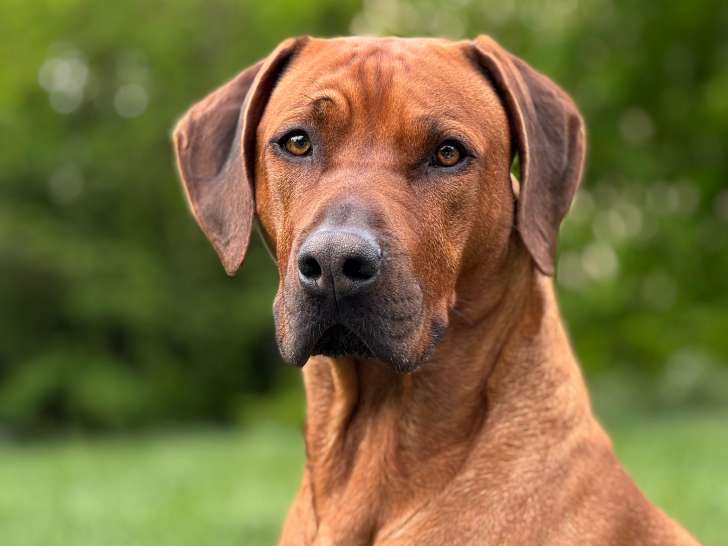 Mâle Rhodesian Ridgeback côté 4 disponible pour saillie