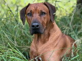 Mâle Rhodesian Ridgeback côté 4 disponible pour saillie