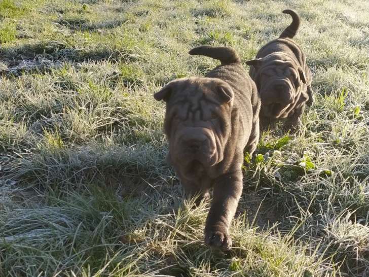 Adorables chiots Shar-Peï LOF à vendre