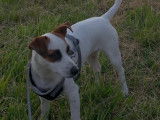Femelle Jack Russell LOF disponible pour saillie