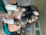 Chiots de race Shih Tzu à vendre (2 femelles & 1 mâle)