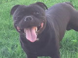 Mâle Staffordshire Bull Terrier disponible pour saillie