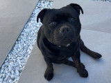 Mâle Staffordshire Bull Terrier disponible pour saillie