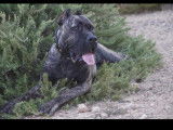 Chiots presa canario
