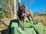 Chiots presa canario