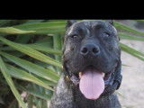 Chiots presa canario