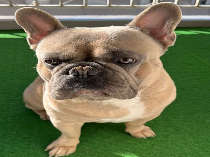 Sunny, mâle Bouledogue Français disponible pour saillie
