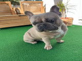 Sunny, mâle Bouledogue Français disponible pour saillie