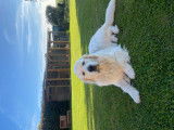 Mâle Golden Retriever disponible pour saillie