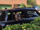 O’Cuba, Bouledogue Anglais LOF disponible pour saillie