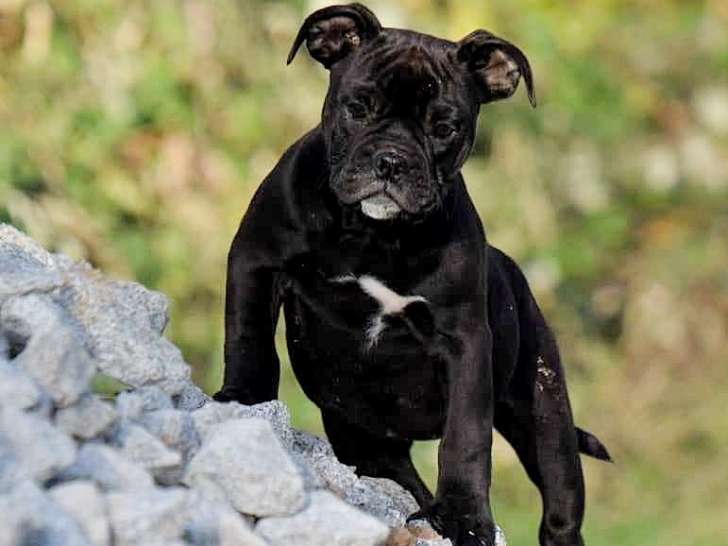 Chiots Continental Bulldog à vendre
