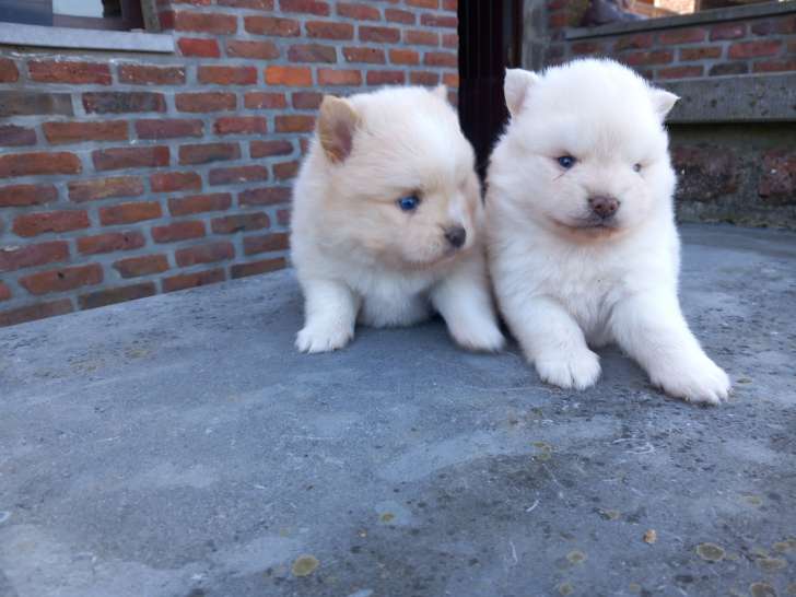 Chiot Spitz Allemand à vendre