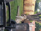 Mâle Labradord Retriever LOF disponible pour saillie