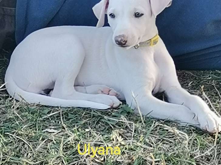 Chiots Whippet LOF à vendre