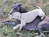 Chiots Whippet LOF à vendre