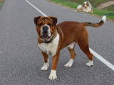 Mâle Bulldog Continental pour saillie