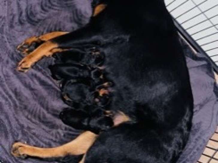 7 chiots Rottweiler à vendre