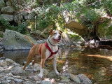 Marley, mâle Staffordshire Terrier Americain LOF disponible pour saillie