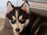 Male Pomsky F4 disponible pour saillie