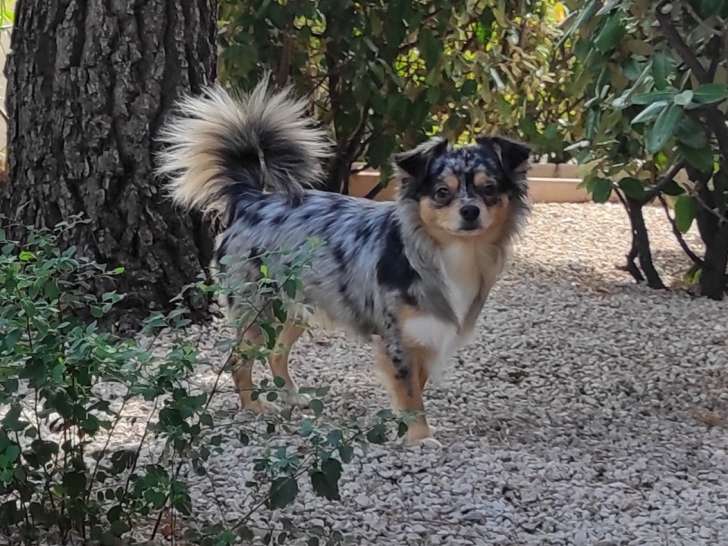 Olive, mâle Chihuahua disponible pour saillie