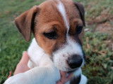 Chiots Jack Russell Terrier LOF à vendre