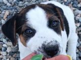 Chiots Jack Russell Terrier LOF à vendre