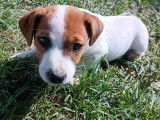 Chiots Jack Russell Terrier LOF à vendre