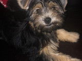 Chiot de type Yorkshire noir et feu &agrave; vendre
