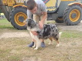 Chienne adulte Berger Australien bleu merle LOF disponible à la vente