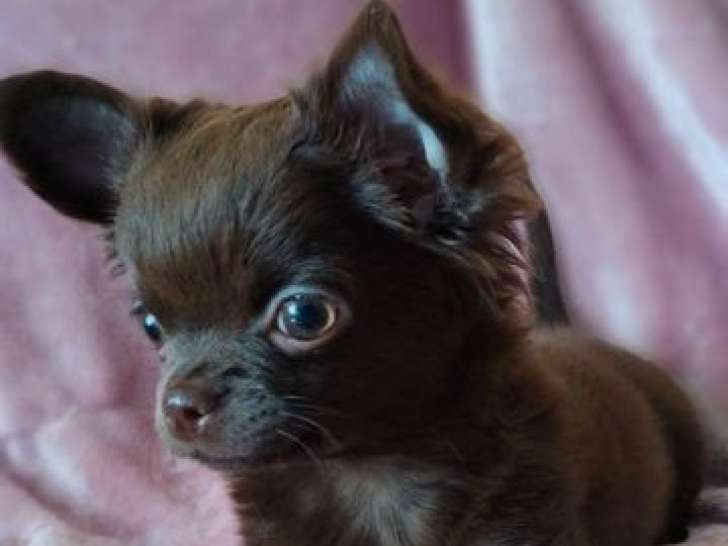 Un chiot Chihuahua à poil long chocolat LOF disponible à l'achat