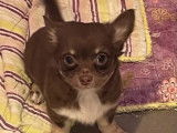 Un chiot Chihuahua à poil long chocolat LOF disponible à l'achat