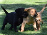 Des chiots Labrador Retrievers LOF à la vente