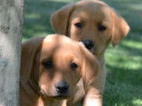 Des chiots Labrador Retrievers LOF à la vente