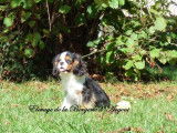 Chiot mâle Cavalier King Charles LOF tricolore à vendre