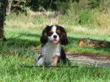 Chiot mâle Cavalier King Charles LOF tricolore à vendre