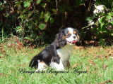 Chiot mâle Cavalier King Charles LOF tricolore à vendre