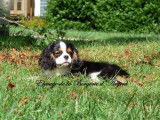 Chiot mâle Cavalier King Charles LOF tricolore à vendre