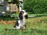 Chiot mâle Cavalier King Charles LOF tricolore à vendre