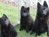 Disponibles &agrave; l&rsquo;achat : deux chiots Schipperkes LOF