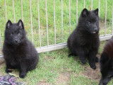 Disponibles &agrave; l&rsquo;achat : deux chiots Schipperkes LOF