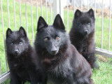 Disponibles &agrave; l&rsquo;achat : deux chiots Schipperkes LOF