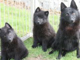 Disponibles &agrave; l&rsquo;achat : deux chiots Schipperkes LOF