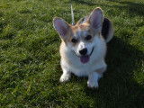 Mâle Corgi Pembroke LOF de 2 ans et demi disponible pour saillie
