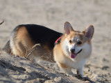 Mâle Corgi Pembroke LOF de 2 ans et demi disponible pour saillie