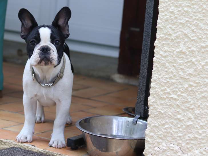 Bouledogue Français caille bringé à vendre