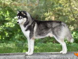 Mâle Husky Sibérien noir et blanc LOF disponible pour saillie