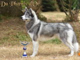 Mâle Husky sibérien gris loup agouti LOF disponible pour saillie