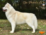 Mâle Husky Sibérien cuivre dilué LOF disponible pour saillie