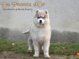 Chiots husky femelles LOF
